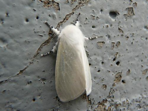 Réf. 258 363 : Leucoma salicis